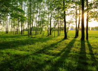 Лесные пейзажи